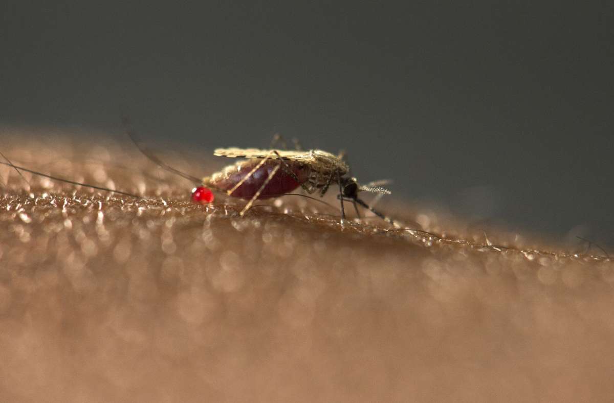Malaria in Afrika: Neue Malaria-Mücke breitet sich rasant in  Afrika Städten aus