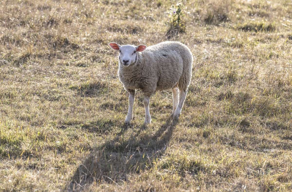 Adelberg im Kreis Göppingen: Unbekannte töten und schlachten Schaf auf Weide