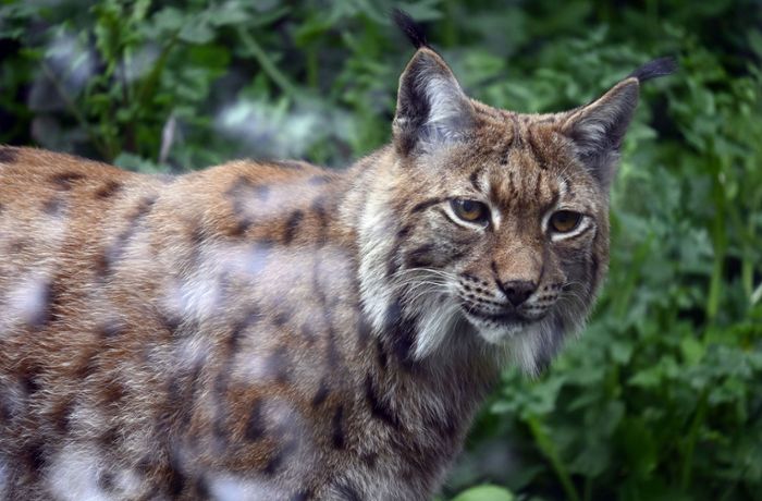 Zoo-Tagung Karlsruhe: Zoo-Experten kämpfen für  Artenschutz