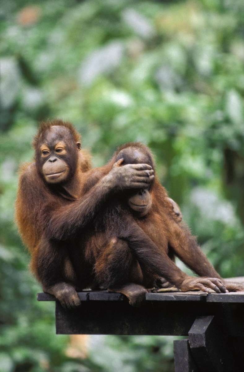 Orang-Utan-Jungen spielen im Regenwald auf der indonesischen Insel Borneo, einem der wenigen noch verbleibenden Lebensräume für die Menschenaffen.