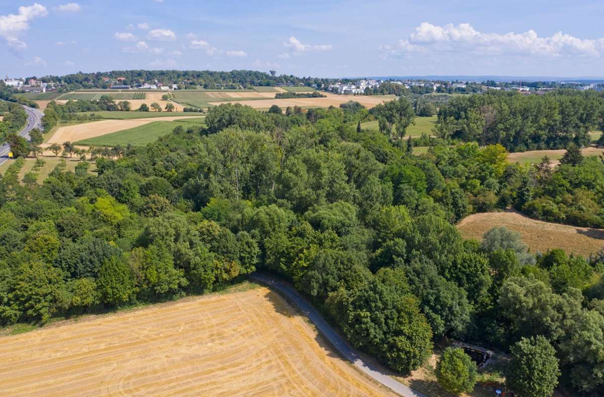 Erster Wald in Kornwestheim: Ein Wald sucht einen Namen