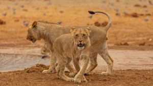 GoPro-Kamera filmt aus dem Maul einer Löwin