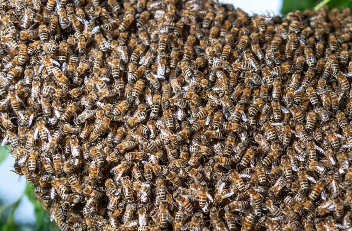 Sachsen-Anhalt: Seniorin stirbt bei Angriff eines Bienenschwarms