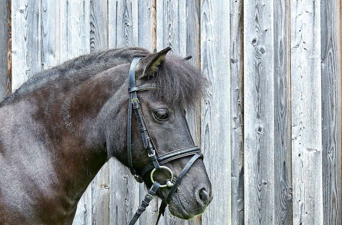 Reiten beim RFV Böblingen: Shetland-Pony„Susi“ musste eingeschläfert werden
