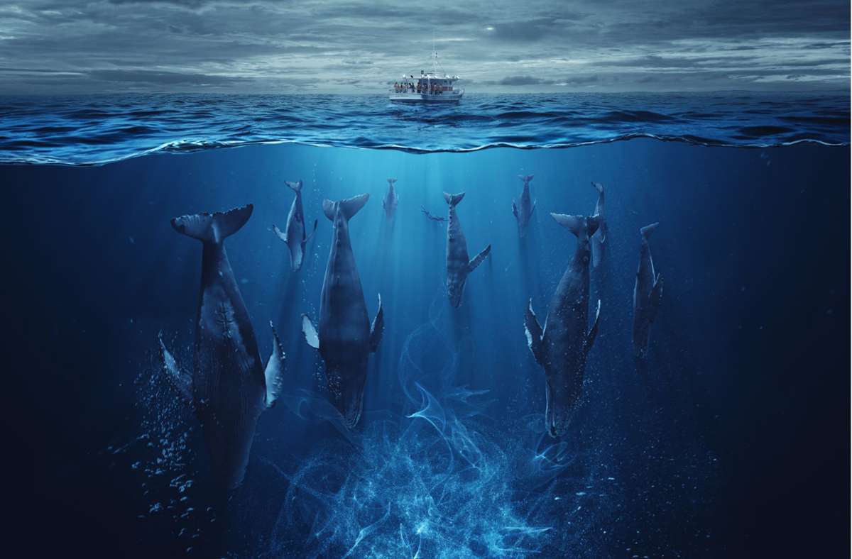 Was wäre, wenn Unterwasserwelt plötzlich verrückt spielt und zum Beispiel Orcas Ausflugsboote angreifen? Mit diesem Szenario beschäftigt sich „Der Schwarm“.
