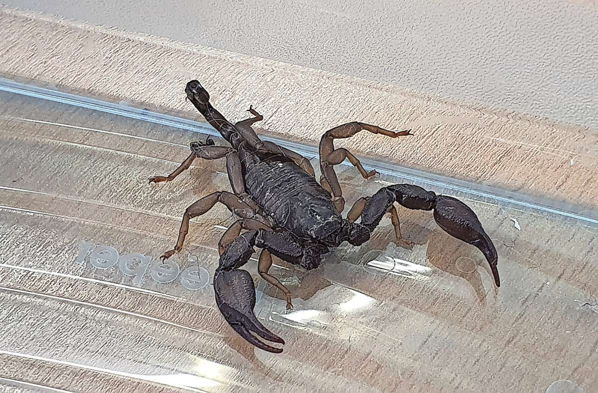 Tierrettung Böblingen: Zwei Skorpione in drei Tagen gefunden