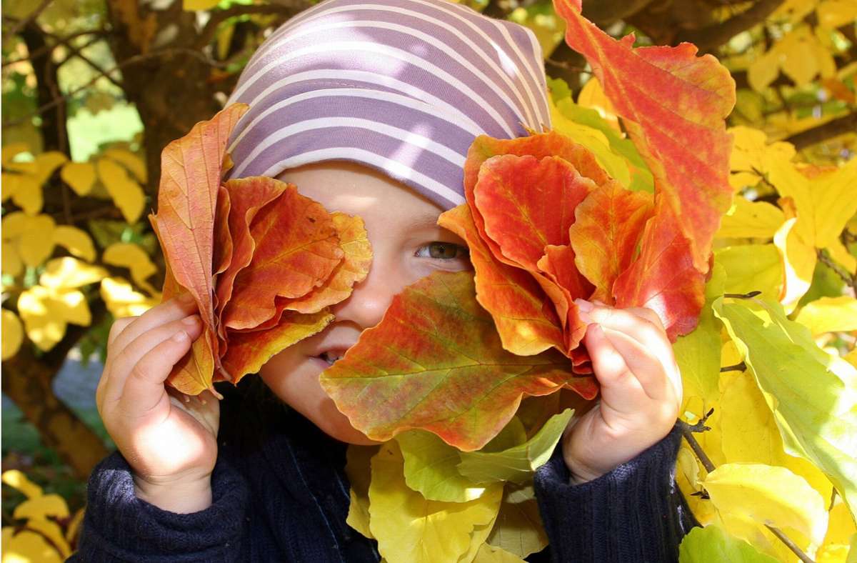 Laub im Herbst: Fluch und Segen der bunten Blätter
