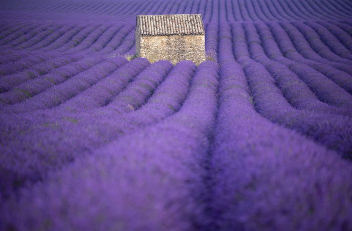 Lavendel im Garten: Lavendel schneiden  –  wann und wie viel?
