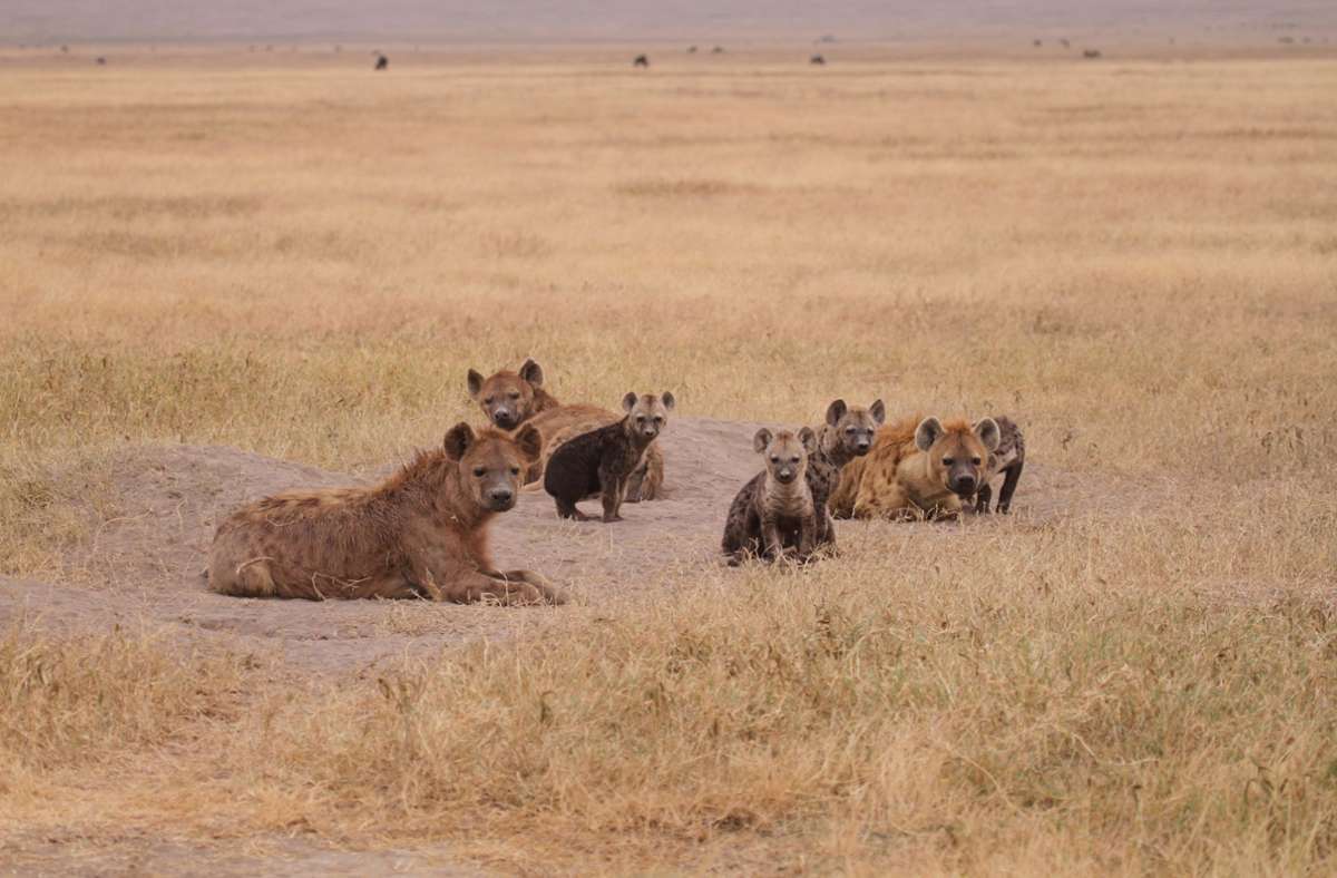 Hyänen-Weibchen entscheiden selbst, mit wem sie sich paaren und mit wem nicht. Dabei legen sie Wert auf Partner, die viel Zeit mit ­ihnen verbringen – und nicht so viel Zeit für sich selbst benötigen. Foto: IZW/Oliver Höner