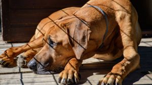 Hundeattacke in Restaurant – Mitarbeiterin schwer verletzt