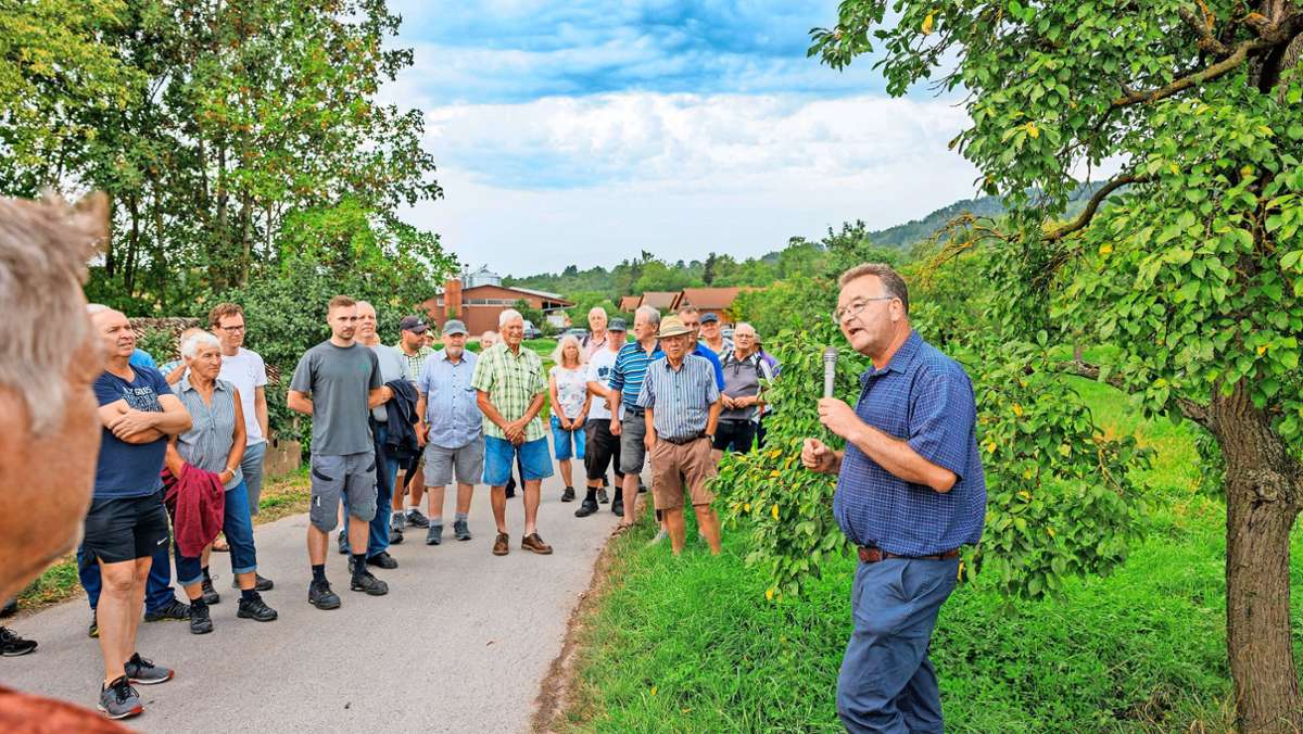 Streuobstwiesen im Landkreis Böblingen: Zwetschgenanbauer sind in mehrfacher Hinsicht unter Druck