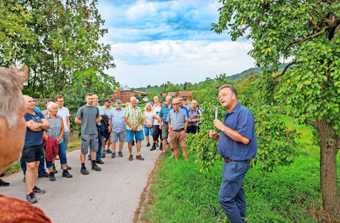 Streuobstwiesen im Landkreis Böblingen: Zwetschgenanbauer sind in mehrfacher Hinsicht unter Druck