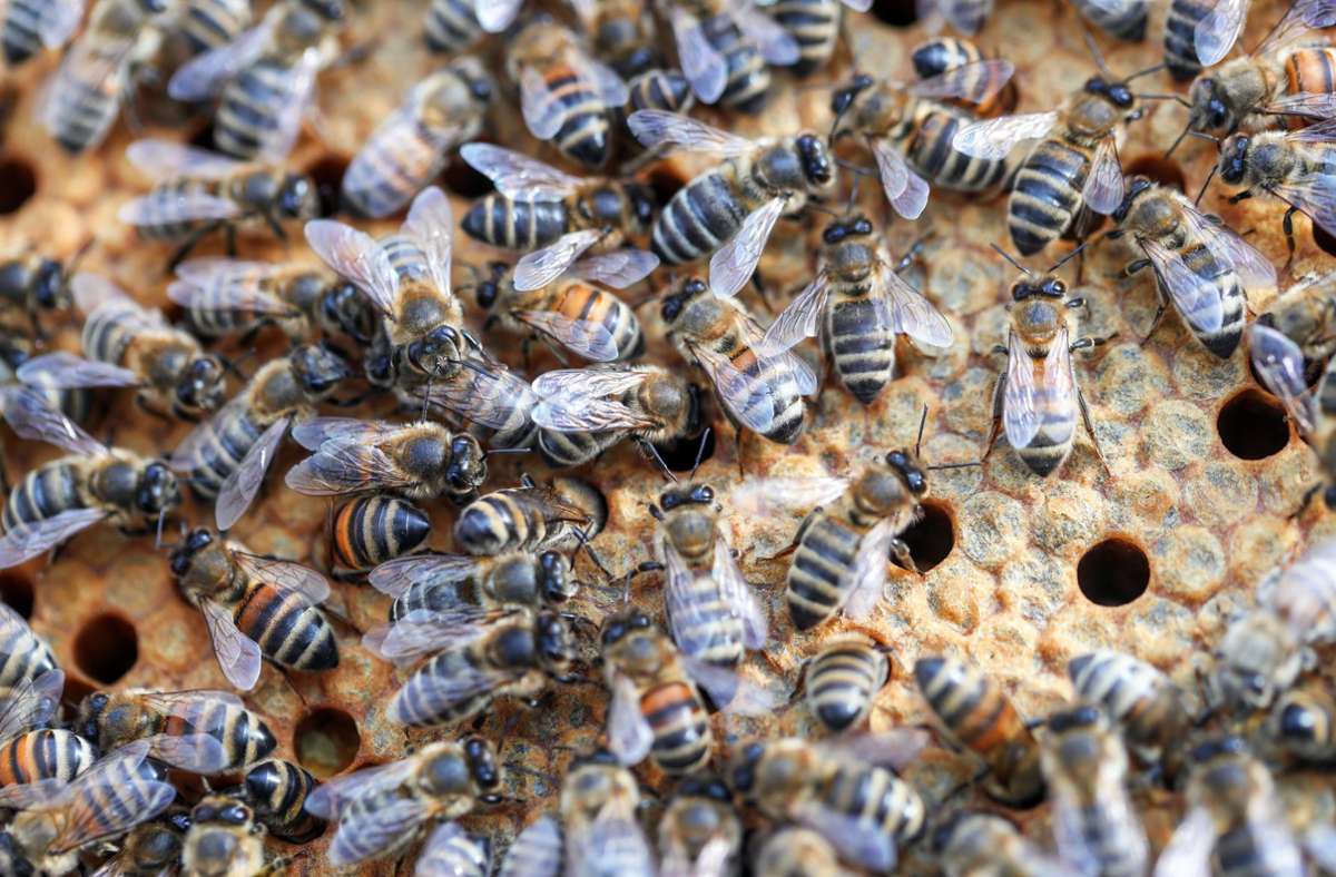Nicaragua: Bienen töten nach Busunglück sechs Menschen