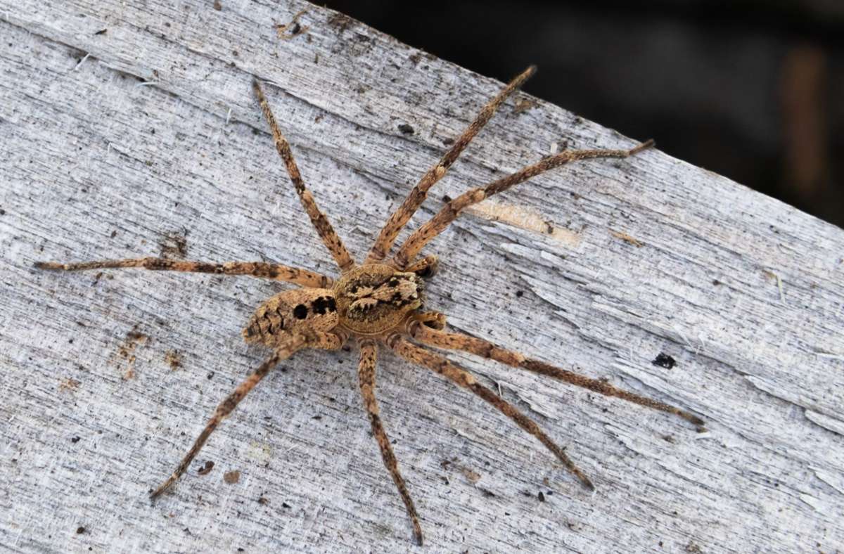 Ein neuer Gast in deutschen Wohnungen:  Das Foto zeigt eine – nicht sehr giftige – Nosferatu-Spinne auf einem Holzblock. Die Spinnenart wird in Baden-Württemberg immer häufiger gesichtet.