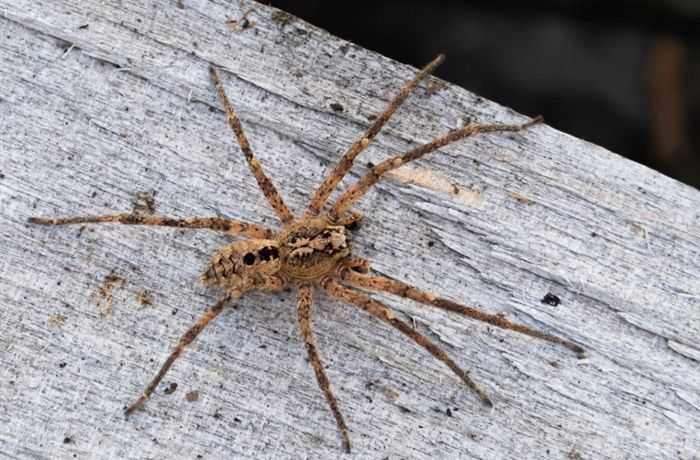Die giftigsten Spinnen der Welt: Welche gibt es in Deutschland?