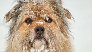 Tipps und Tricks für den Winterspaziergang mit Hund