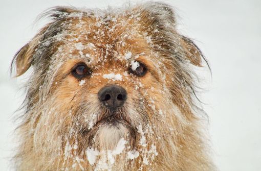 Hunde haben beim Winterspaziergang oft viel Spaß – doch einige Dinge sollten die Besitzer beachten. Foto: imago images/Action Pictures