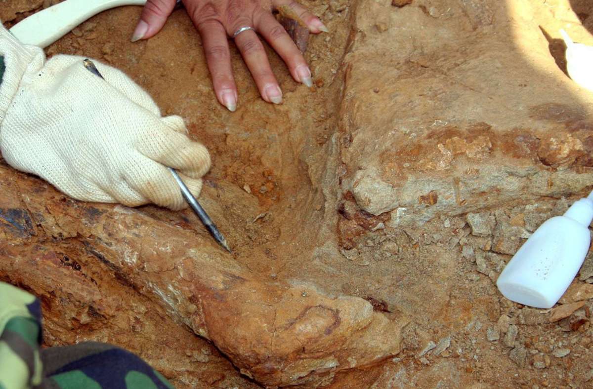 Paläontologen der Uni Tübingen: Unbekannter Dinosaurier von der Schwäbischen Alb entdeckt
