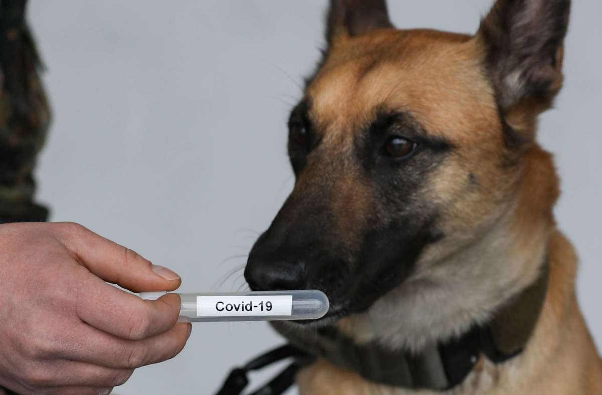 Die Fähigkeiten von Corona-Spürhunden wurden auch bei der Bundeswehr getestet. Foto: imago images