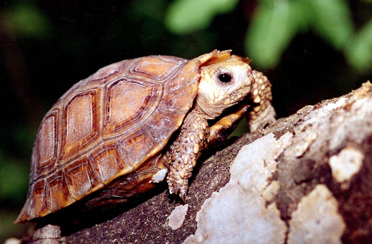 Aschau im Chiemgau: Schildkröte sorgt in Naturfreibad für Aufregung