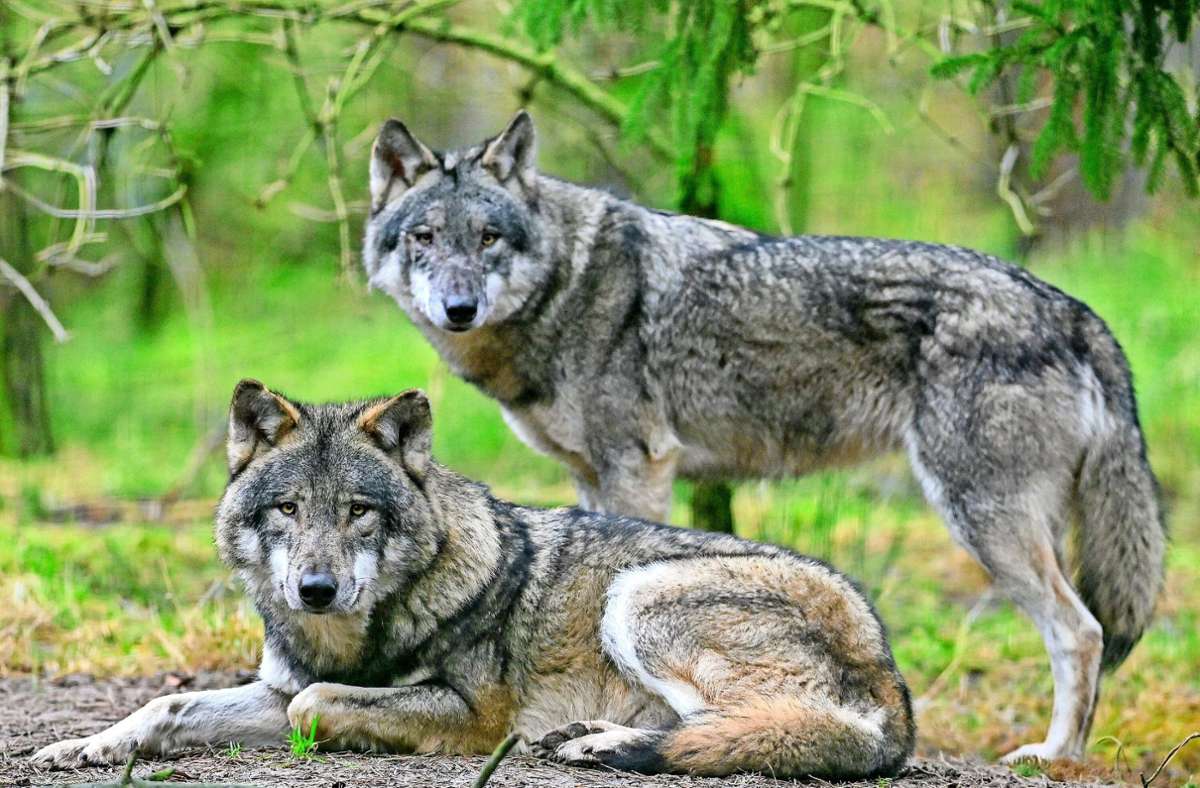 Wildtiere im Rems-Murr-Kreis: Wenig Jubel  über die Rückkehr des Wolfes