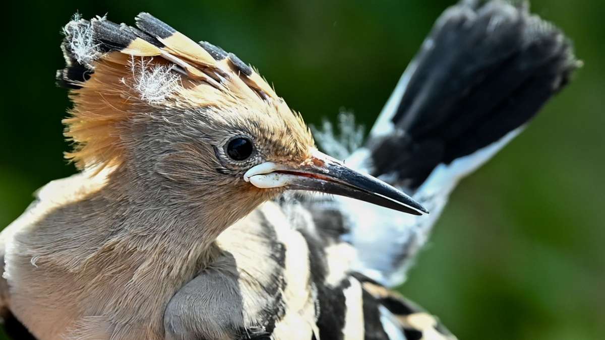 Vögel: Kainismus: Wiedehopf verfüttert Küken an Geschwister