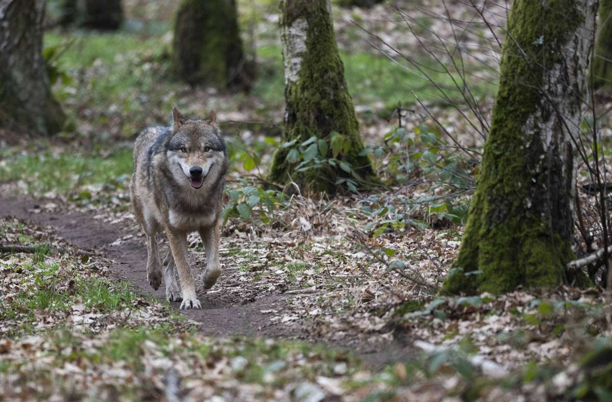 Baden-Württemberg: Wolf im Kreis Karlsruhe unterwegs