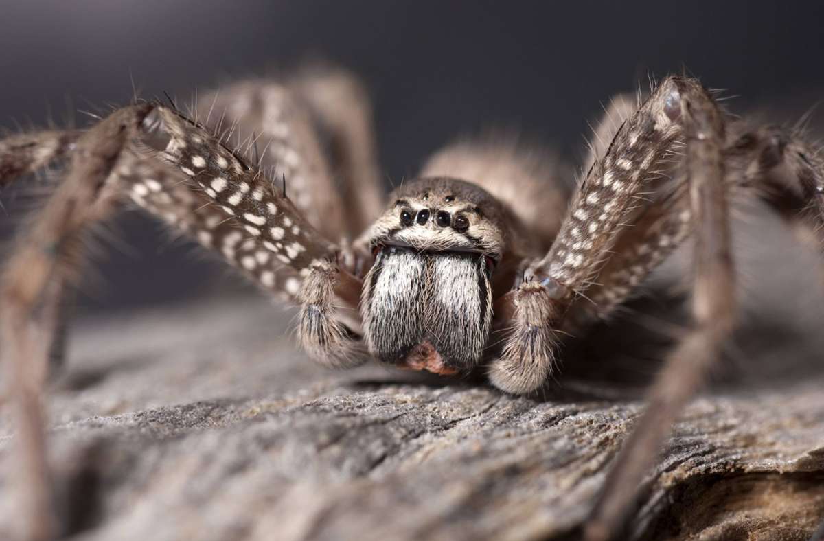 Australien: Expedition entdeckt drei unbekannte Spinnenarten