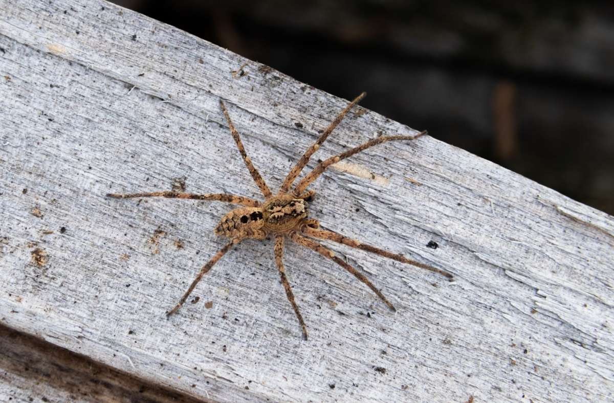 Das Foto  zeigt eine Nosferatu-Spinne auf einem Holzblock. Foto: Nabu/dpa/Robert Pfeifle