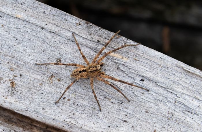Neue Spinne in Deutschland: Nosferatu breitet sich aus