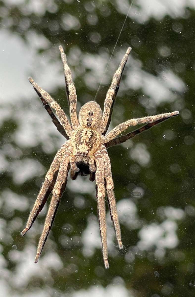 Eine Nosferatu-Spinne sitzt auf einem Autodach.