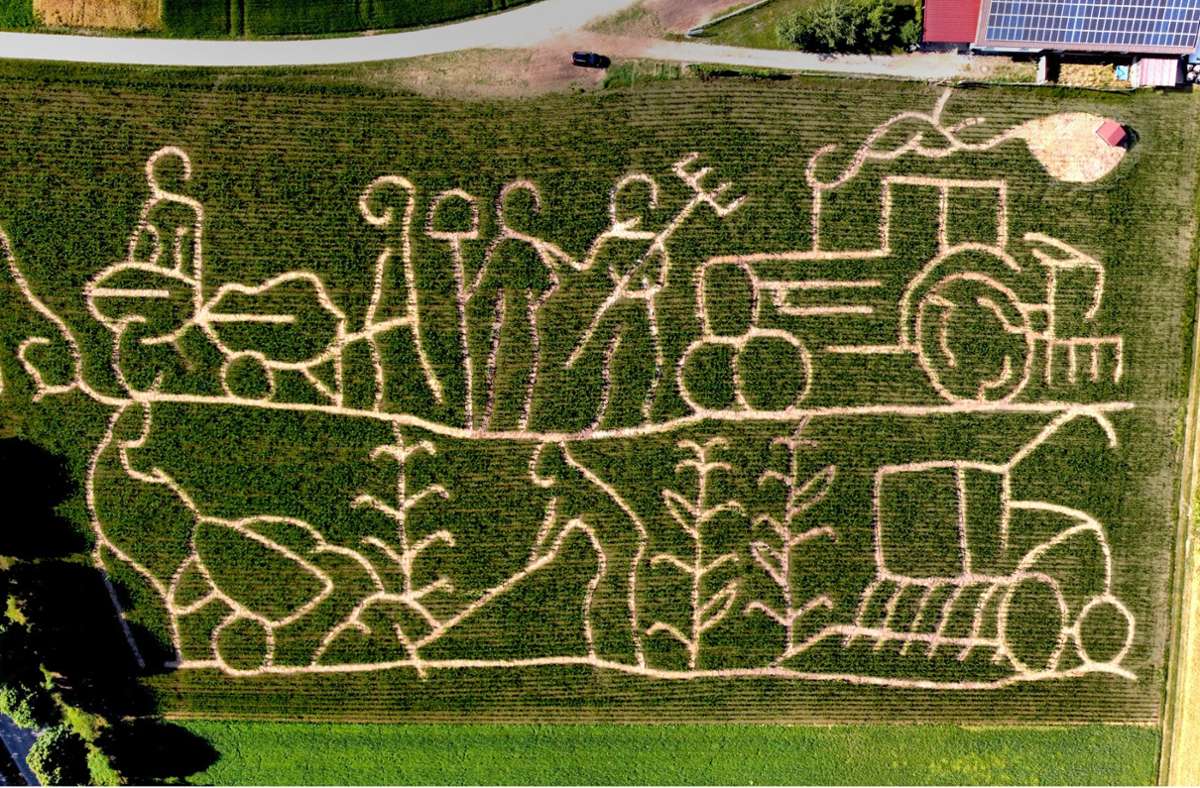 Ausflugstipp in Renningen: Motto im Maislabyrinth lautet in diesem Jahr „Schritt für Schritt“