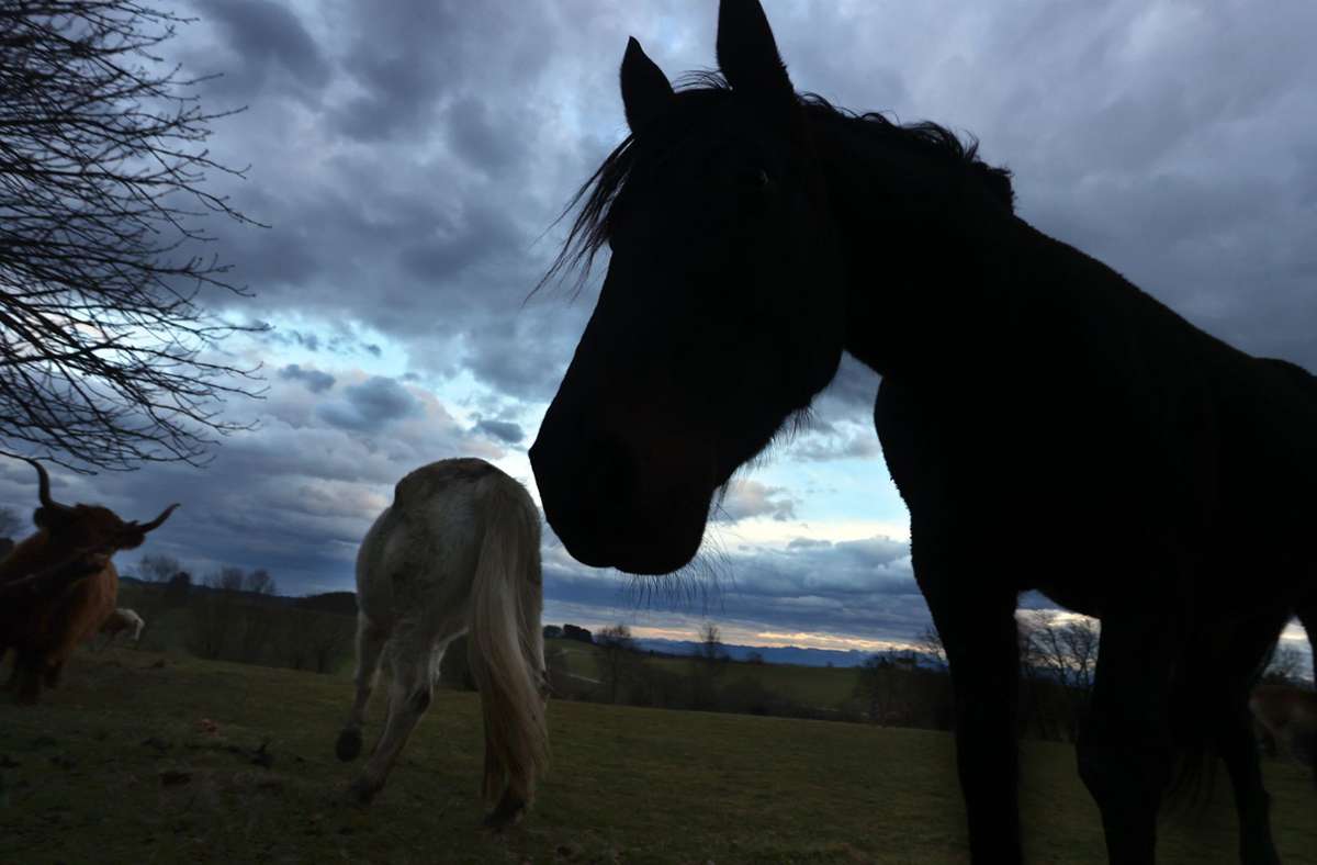 Weilheim im Kreis Waldshut: Zwei Pferde bei Zusammenstoß mit Auto getötet