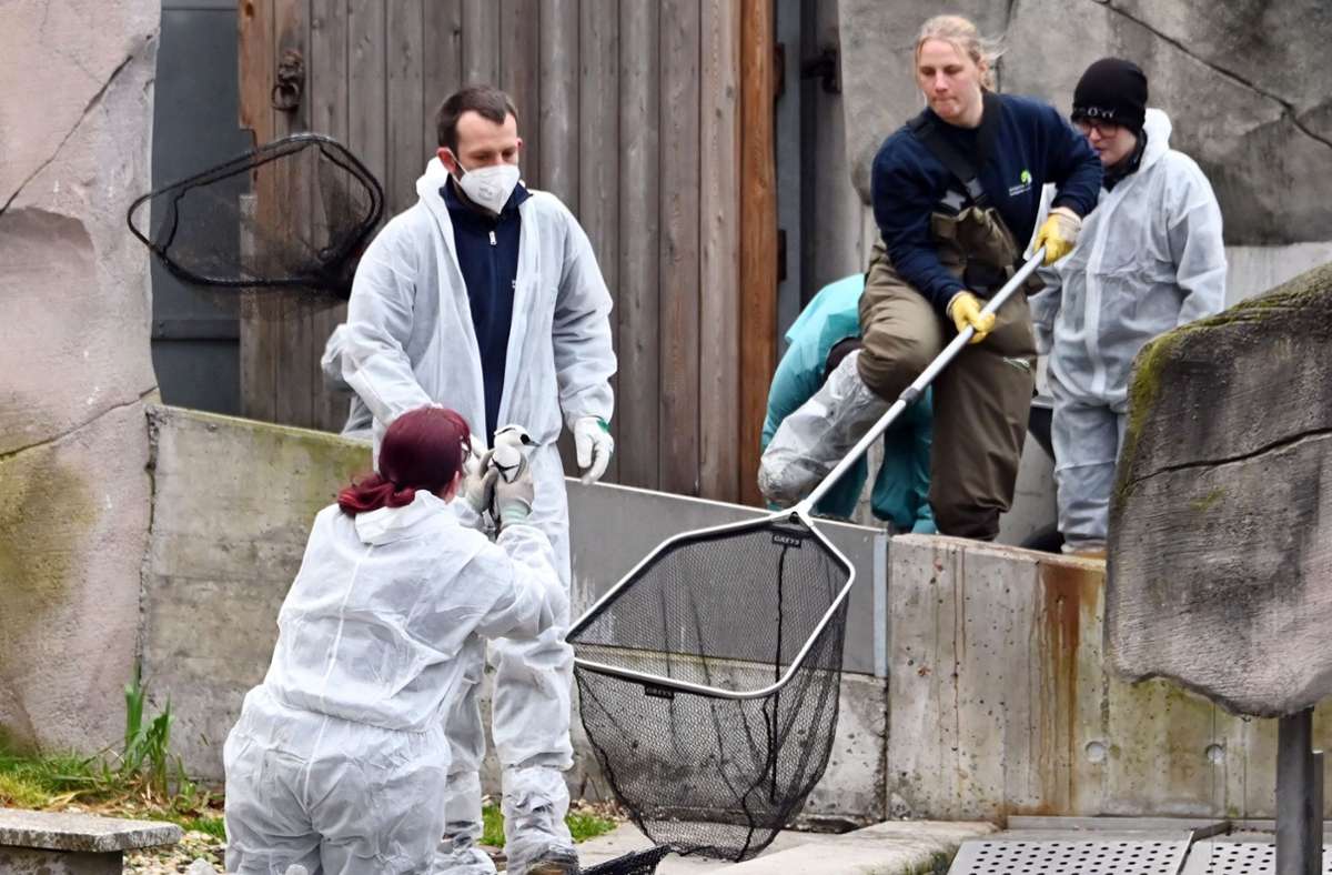 Karlsruhe: Vogelgrippe breitet sich in Zoo weiter aus